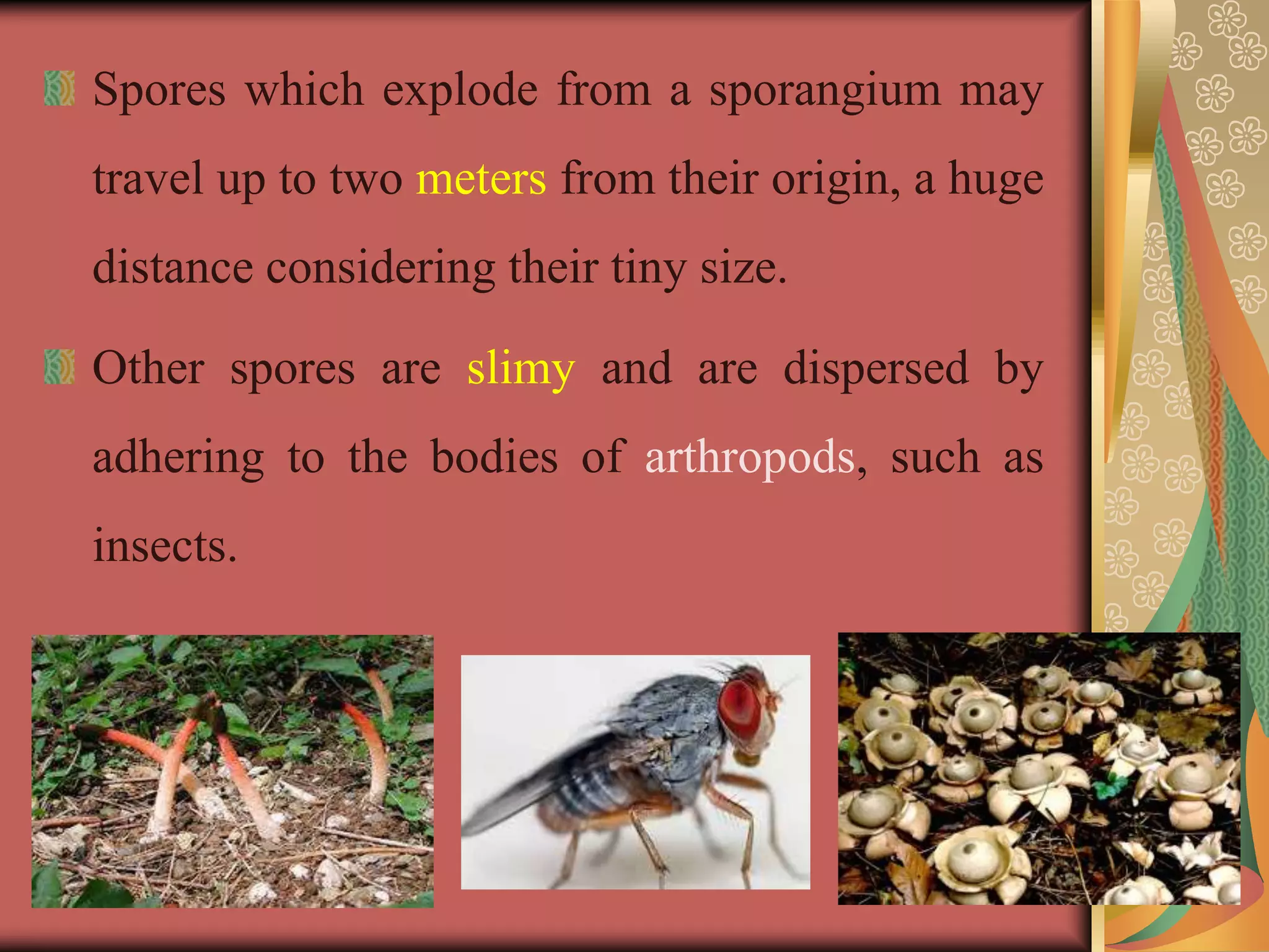Spores which explode from a sporangium may
travel up to two meters from their origin, a huge
distance considering their tiny size.
Other spores are slimy and are dispersed by
adhering to the bodies of arthropods, such as
insects.
 