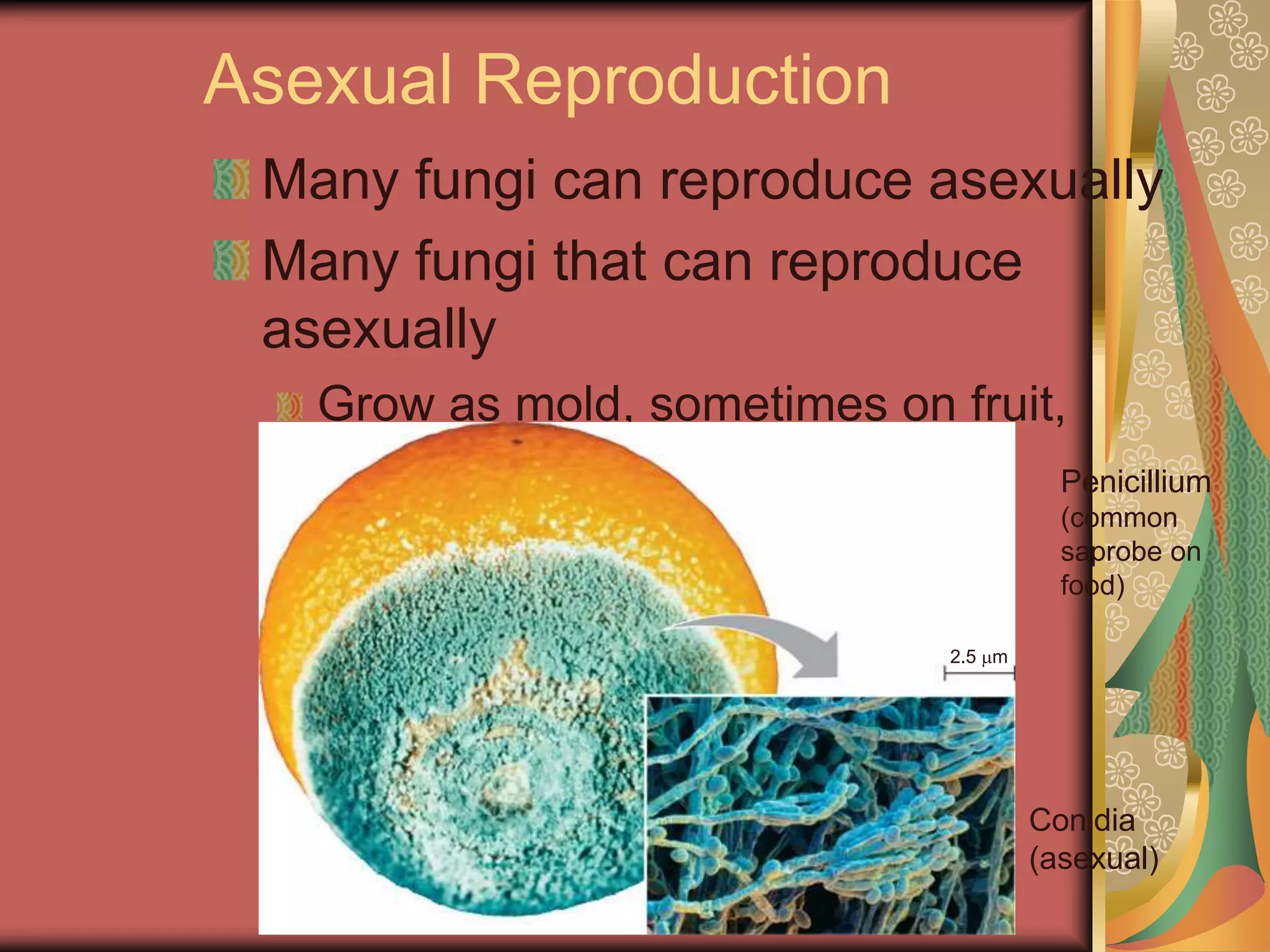 Asexual Reproduction
Many fungi can reproduce asexually
Many fungi that can reproduce
asexually
Grow as mold, sometimes on fruit,
bread, and other foods
2.5 m
Penicillium
(common
saprobe on
food)
Conidia
(asexual)
 