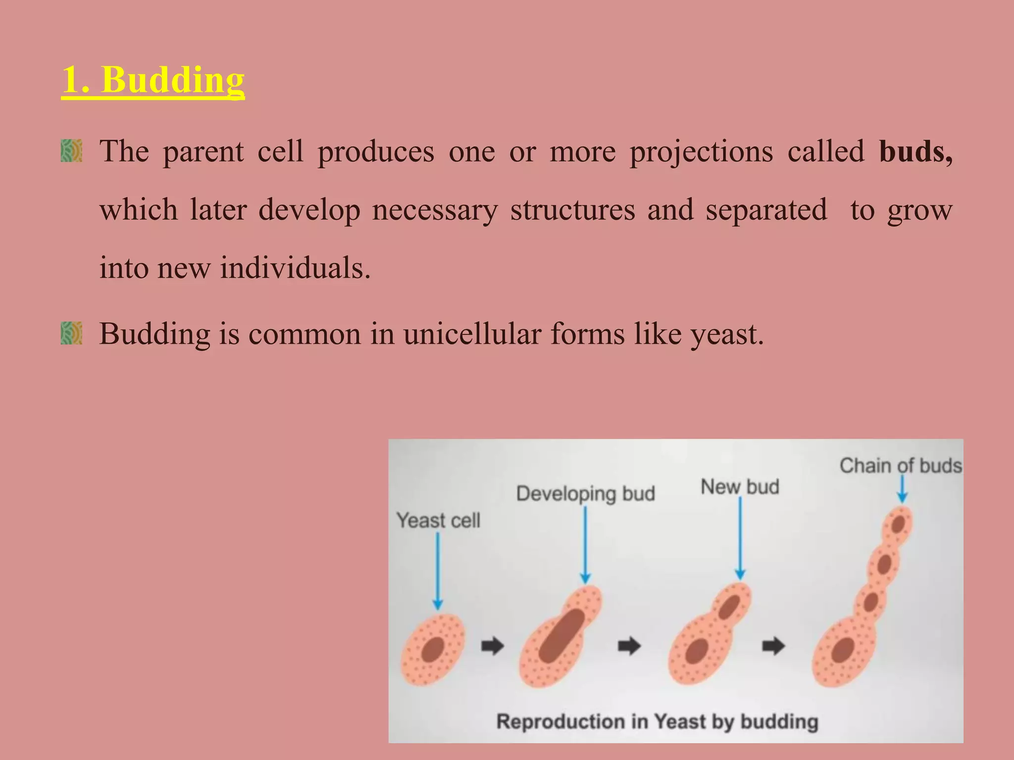 1. Budding
The parent cell produces one or more projections called buds,
which later develop necessary structures and separated to grow
into new individuals.
Budding is common in unicellular forms like yeast.
 