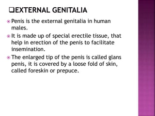  Penis is the external genitalia in human
males.
 It is made up of special erectile tissue, that
help in erection of the penis to facilitate
insemination.
 The enlarged tip of the penis is called glans
penis, it is covered by a loose fold of skin,
called foreskin or prepuce.
 