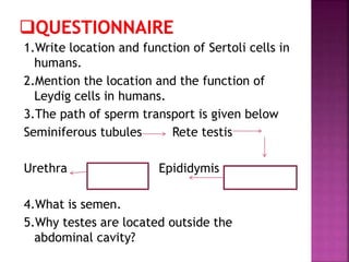 1.Write location and function of Sertoli cells in
humans.
2.Mention the location and the function of
Leydig cells in humans.
3.The path of sperm transport is given below
Seminiferous tubules Rete testis
Urethra Epididymis
4.What is semen.
5.Why testes are located outside the
abdominal cavity?
 