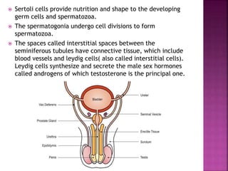  Sertoli cells provide nutrition and shape to the developing
germ cells and spermatozoa.
 The spermatogonia undergo cell divisions to form
spermatozoa.
 The spaces called interstitial spaces between the
seminiferous tubules have connective tissue, which include
blood vessels and leydig cells( also called interstitial cells).
Leydig cells synthesize and secrete the male sex hormones
called androgens of which testosterone is the principal one.
 