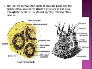  The urethra receives the ducts of prostate gland and the
bulbourethral (cowper’s) glands a little ahead and runs
through the penis to its external opening,called urethral
meatus.
 