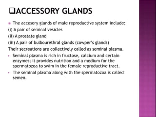  The accesory glands of male reproductive system include:
(i) A pair of seminal vesicles
(ii) A prostate gland
(iii) A pair of bulbourethral glands (cowper’s glands)
Their secreations are collectively called as seminal plasma.
 Seminal plasma is rich in fructose, calcium and certain
enzymes; it provides nutrition and a medium for the
spermatozoa to swim in the female reproductive tract.
 The seminal plasma along with the spermatozoa is called
semen.
 