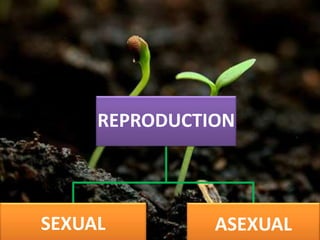 REPRODUCTION
SEXUAL ASEXUAL
 