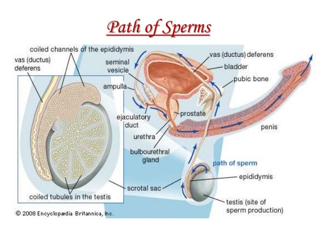 Reproduction In Humans
