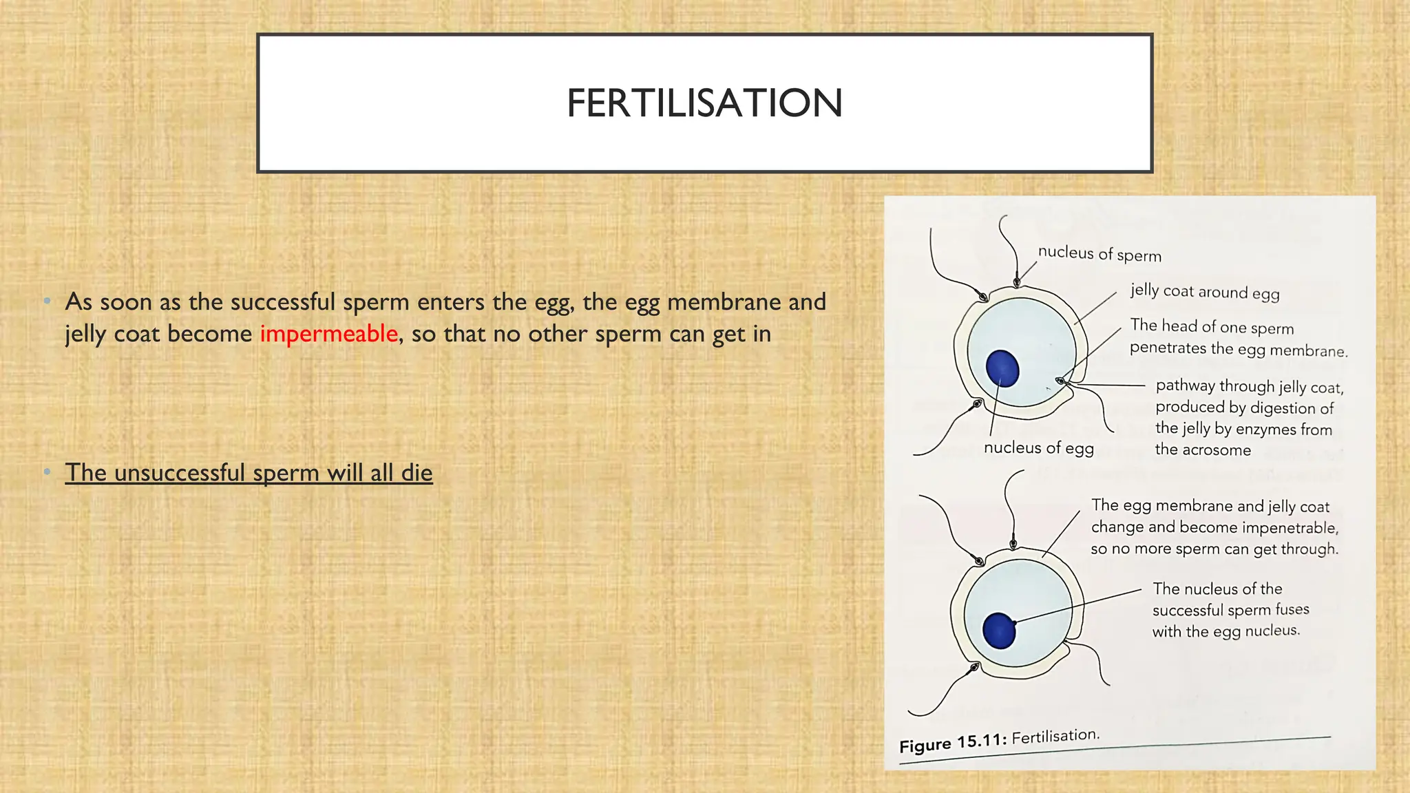 FERTILISATION
• As soon as the successful sperm enters the egg, the egg membrane and
jelly coat become impermeable, so that no other sperm can get in
• The unsuccessful sperm will all die
 