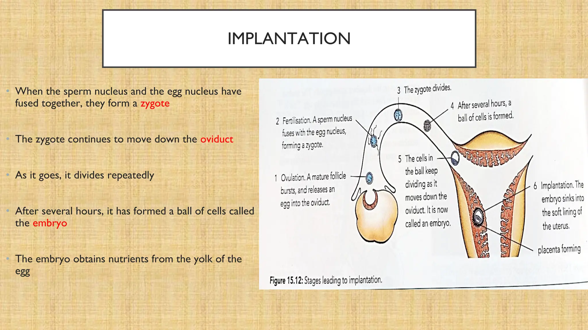 IMPLANTATION
• When the sperm nucleus and the egg nucleus have
fused together, they form a zygote
• The zygote continues to move down the oviduct
• As it goes, it divides repeatedly
• After several hours, it has formed a ball of cells called
the embryo
• The embryo obtains nutrients from the yolk of the
egg
 