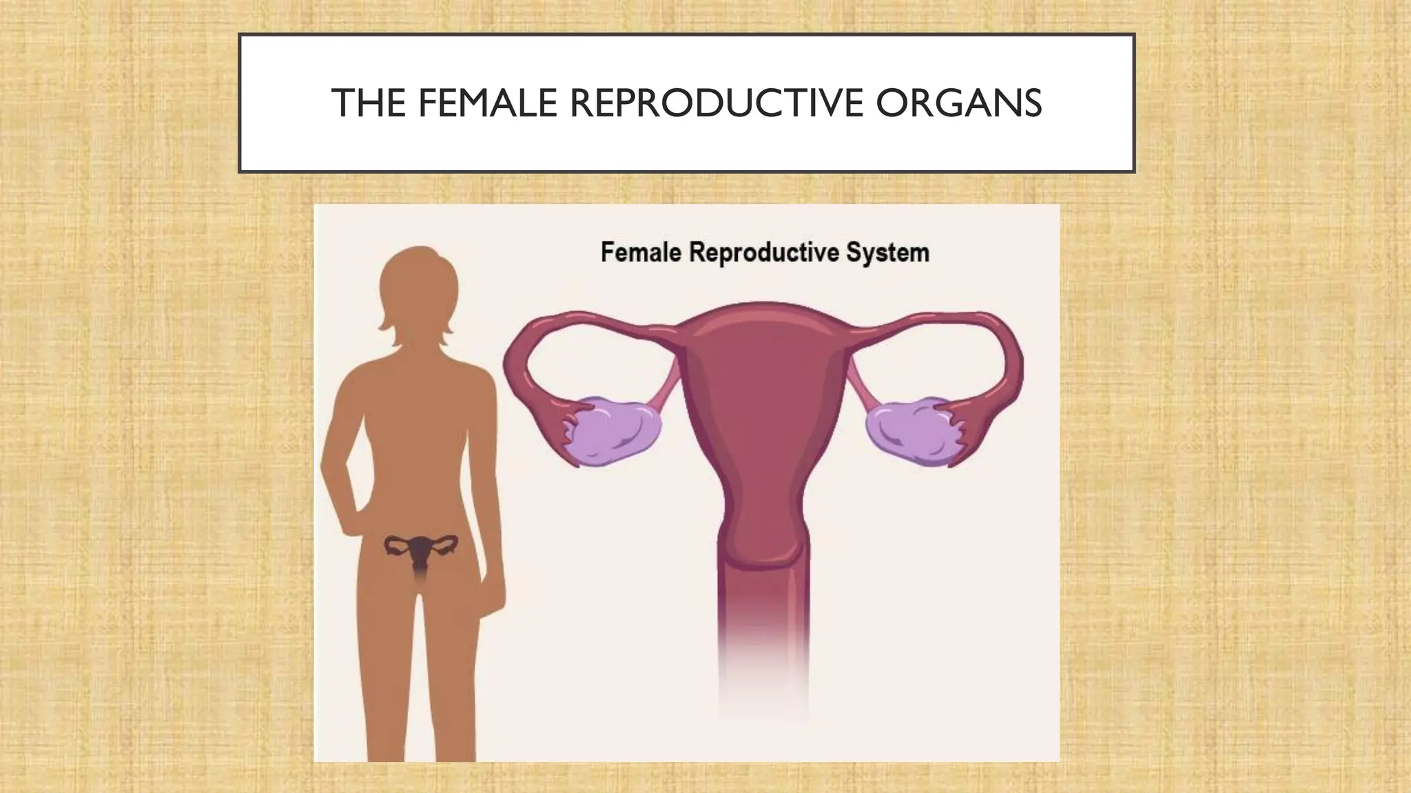 THE FEMALE REPRODUCTIVE ORGANS
 