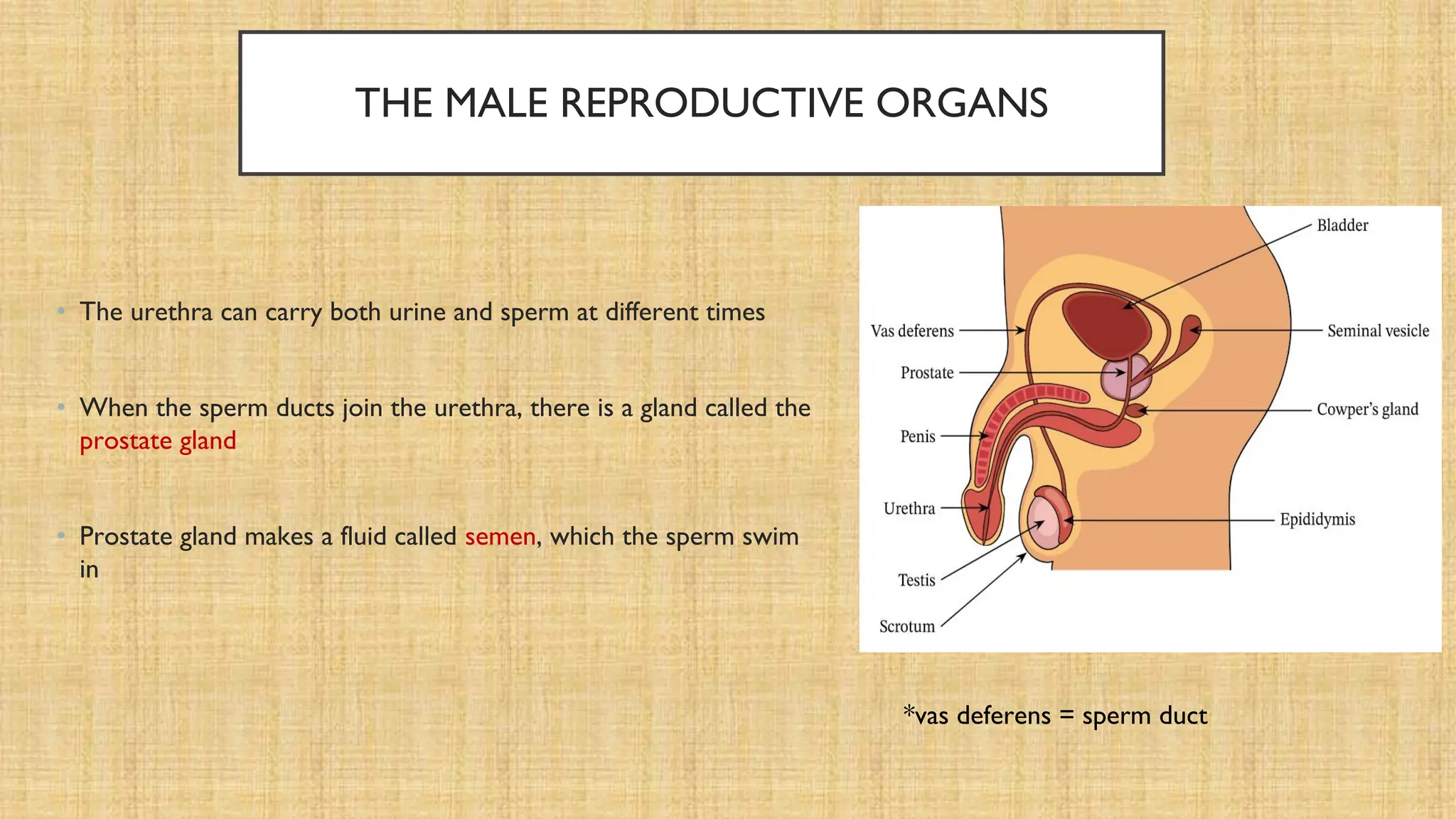 THE MALE REPRODUCTIVE ORGANS
• The urethra can carry both urine and sperm at different times
• When the sperm ducts join the urethra, there is a gland called the
prostate gland
• Prostate gland makes a fluid called semen, which the sperm swim
in
*vas deferens = sperm duct
 