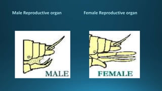 Reproduction in insects