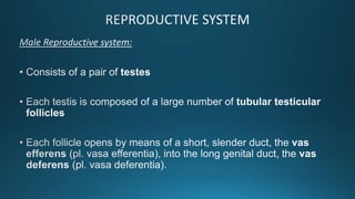 Reproduction in insects