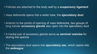 Reproduction in insects