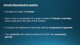 Reproduction in insects