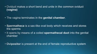 Reproduction in insects