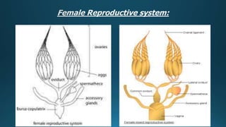 Reproduction in insects