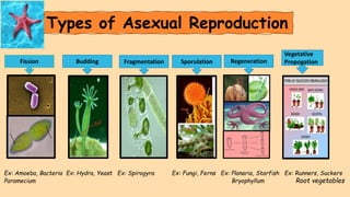 Reproduction in plants | PPTX