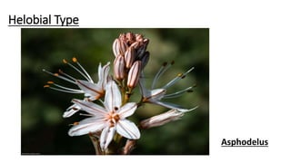 Reproduction in lower and higher plants | PPTX