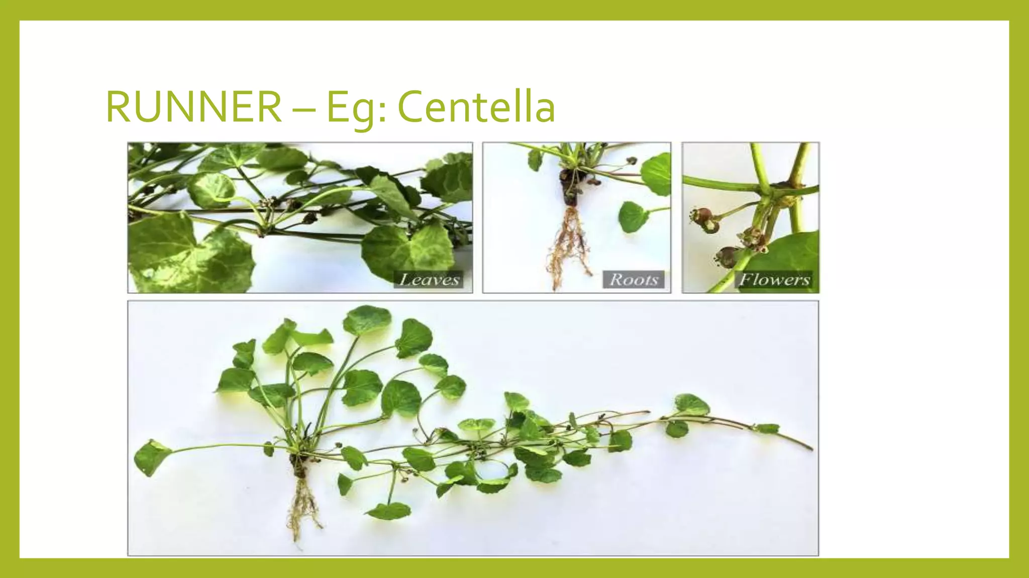RUNNER – Eg: Centella