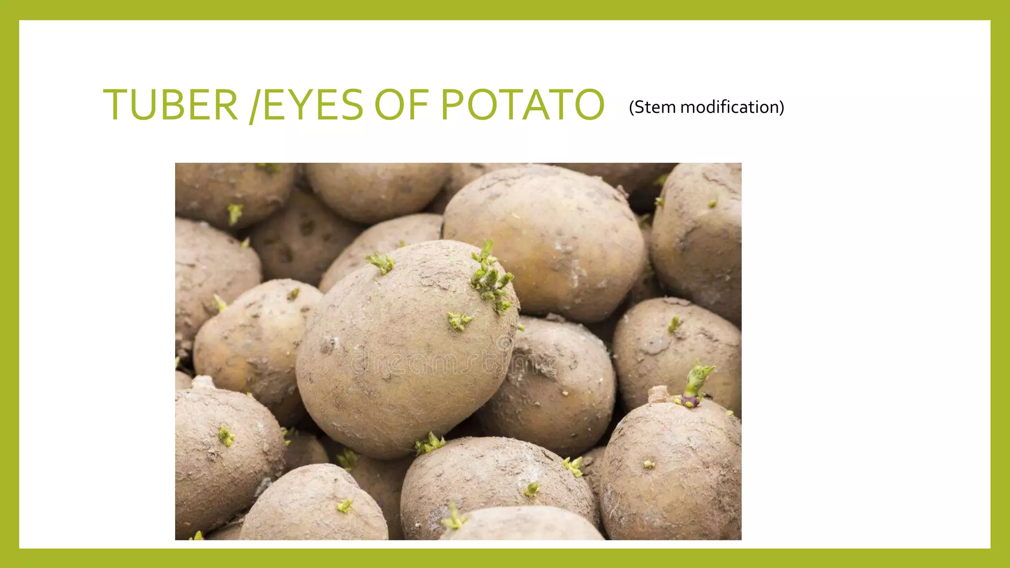 TUBER /EYES OF POTATO (Stem modification)