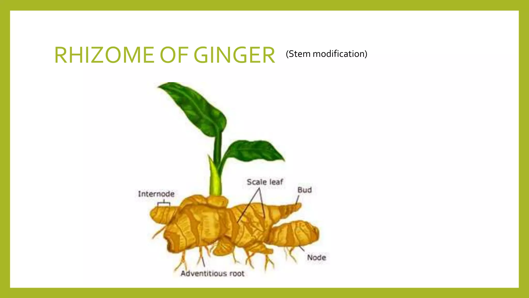 RHIZOME OF GINGER (Stem modification)