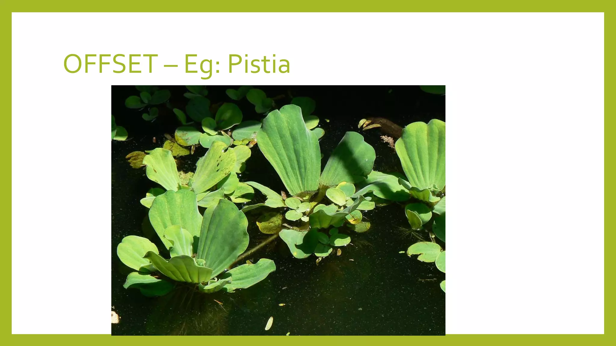 OFFSET – Eg: Pistia