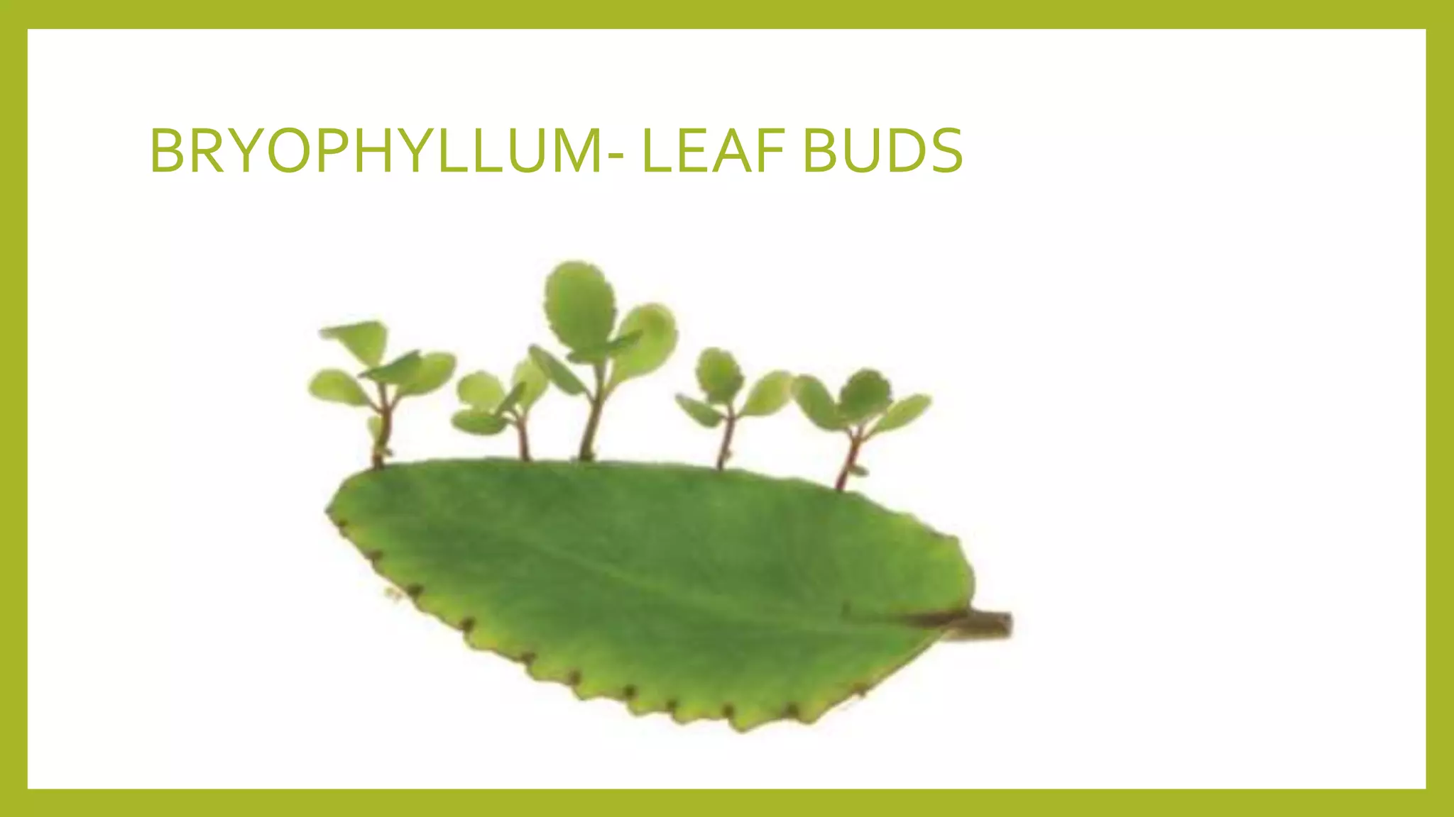 BRYOPHYLLUM- LEAF BUDS