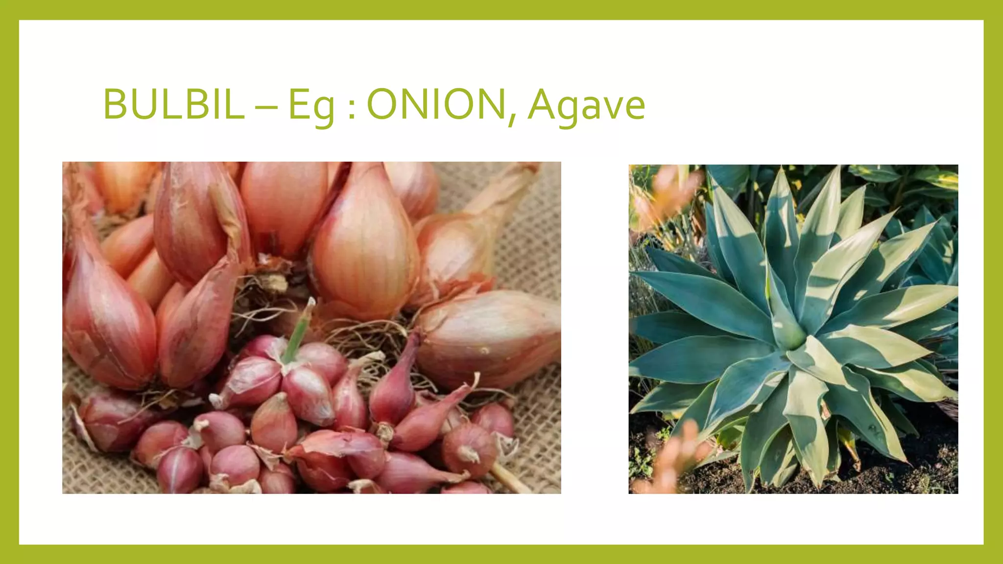BULBIL – Eg : ONION,Agave