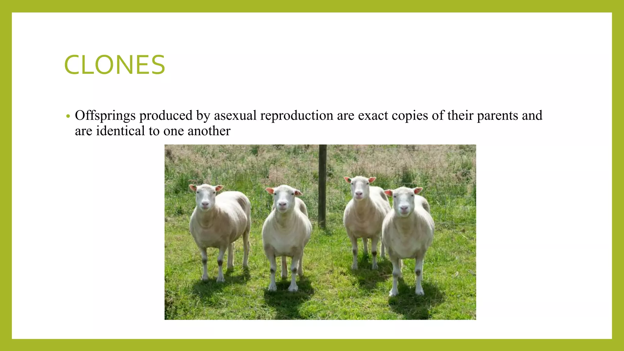 CLONES
• Offsprings produced by asexual reproduction are exact copies of their parents and
are identical to one another