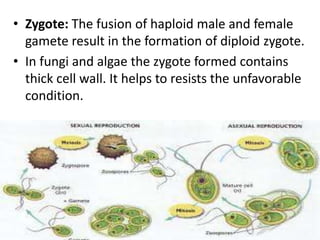 Reproduction in organism 2014 mohanbio Slide 47