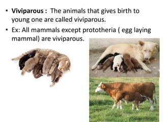 Reproduction in organism 2014 mohanbio Slide 53