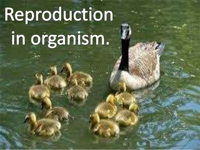 Reproduction in organism.
• Introduction:
• The period of birth to natural death of an
organism is called life span.
• Lif...