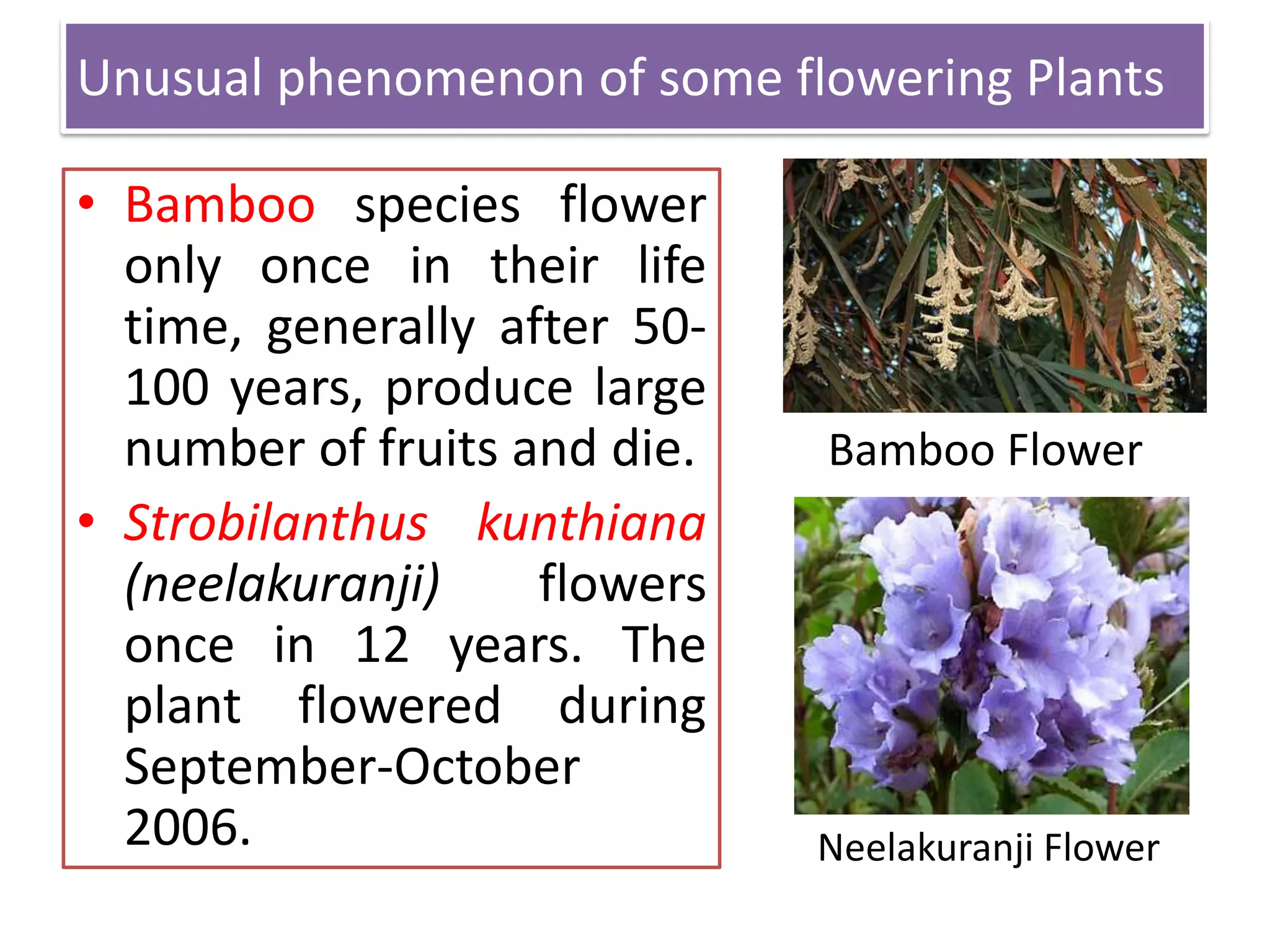 Unusual phenomenon of some flowering Plants
• Bamboo species flower
only once in their life
time, generally after 50100 years, produce large
number of fruits and die.
• Strobilanthus kunthiana
(neelakuranji)
flowers
once in 12 years. The
plant flowered during
September-October
2006.

Bamboo Flower

Neelakuranji Flower

 