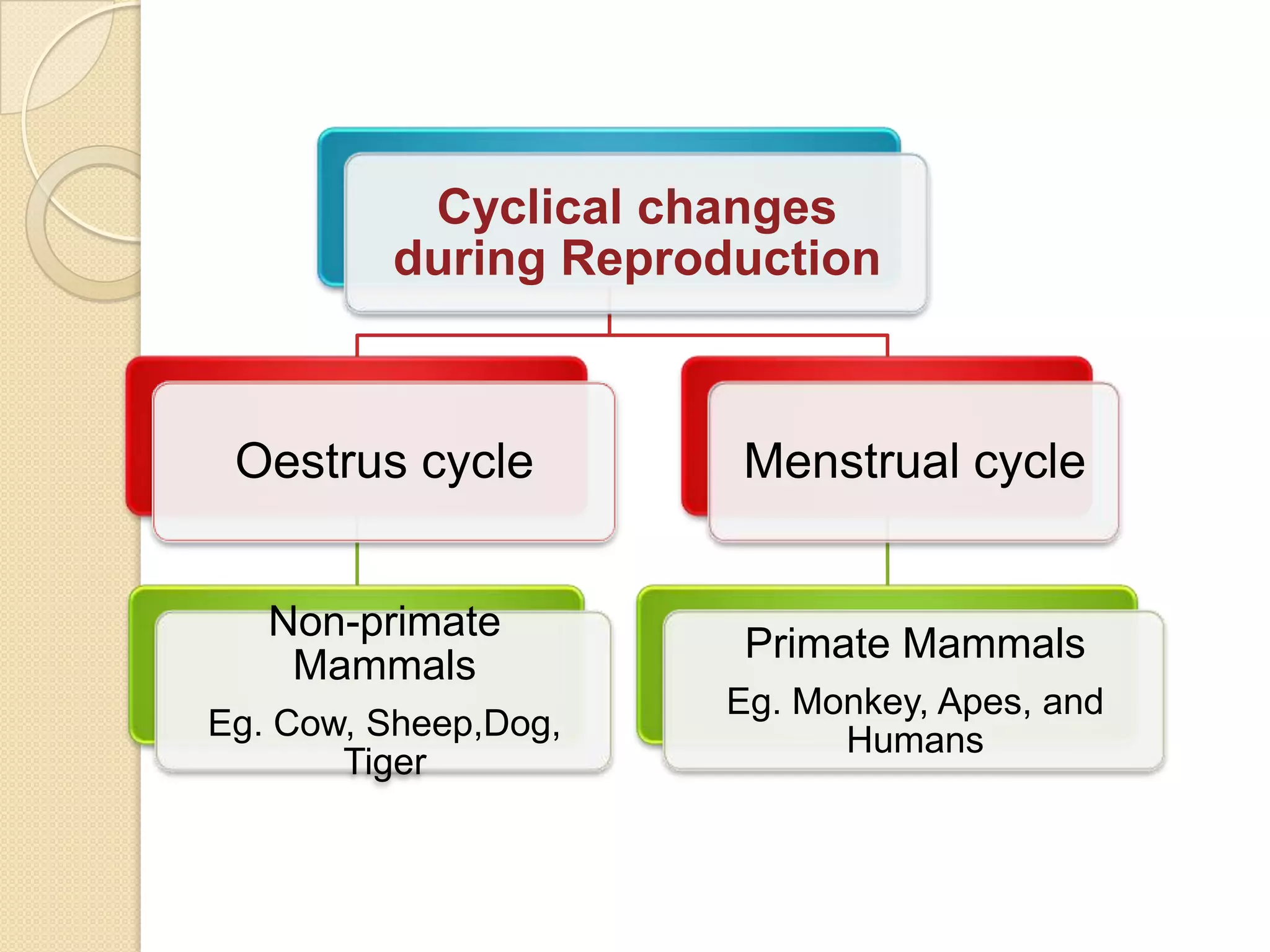 Cyclical changes
during Reproduction

Oestrus cycle

Menstrual cycle

Non-primate
Mammals

Primate Mammals

Eg. Cow, Sheep,Dog,
Tiger

Eg. Monkey, Apes, and
Humans

 
