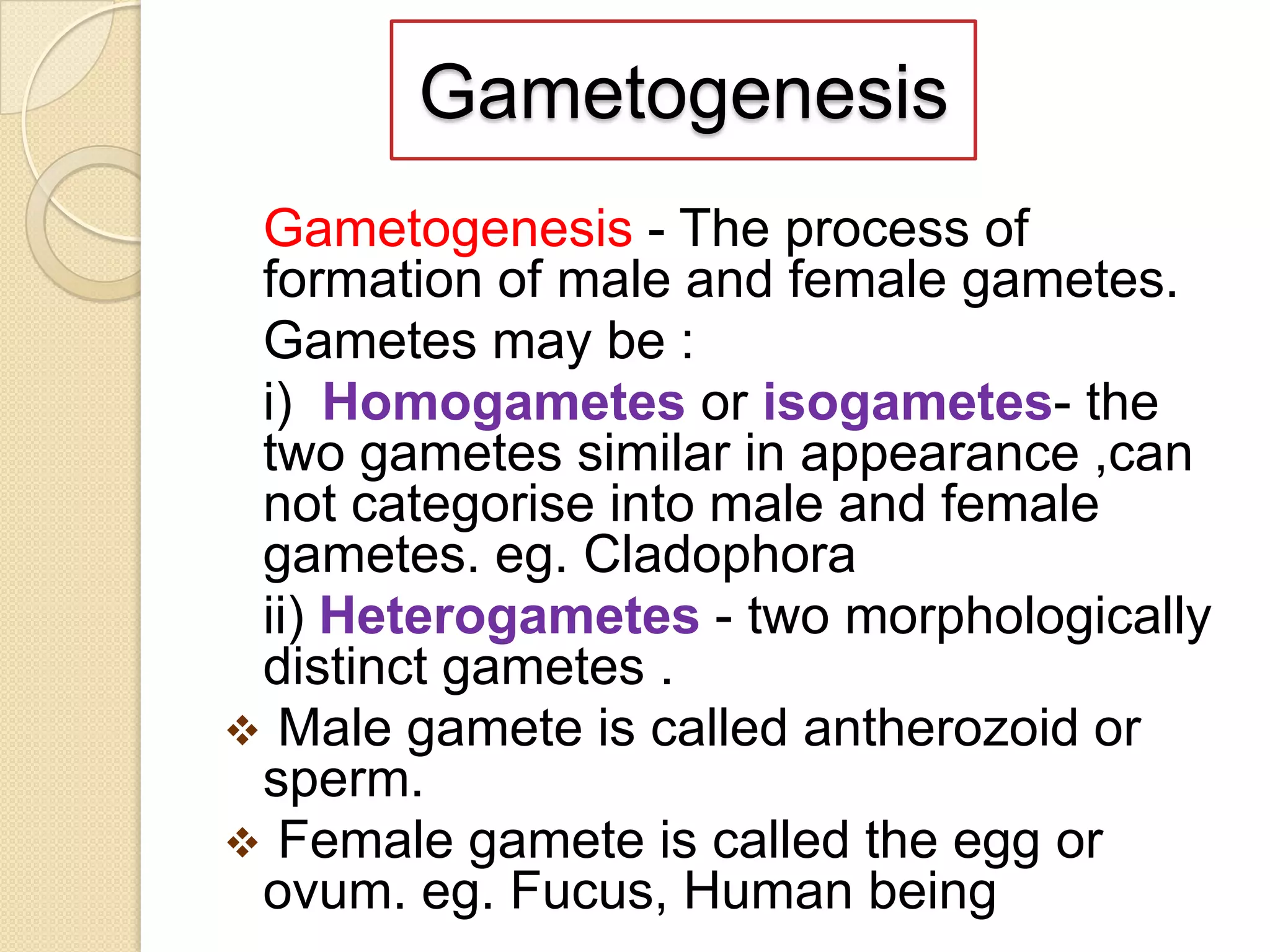 Gametogenesis
Gametogenesis - The process of
formation of male and female gametes.
Gametes may be :
i) Homogametes or isogametes- the
two gametes similar in appearance ,can
not categorise into male and female
gametes. eg. Cladophora
ii) Heterogametes - two morphologically
distinct gametes .
 Male gamete is called antherozoid or
sperm.
 Female gamete is called the egg or
ovum. eg. Fucus, Human being

 