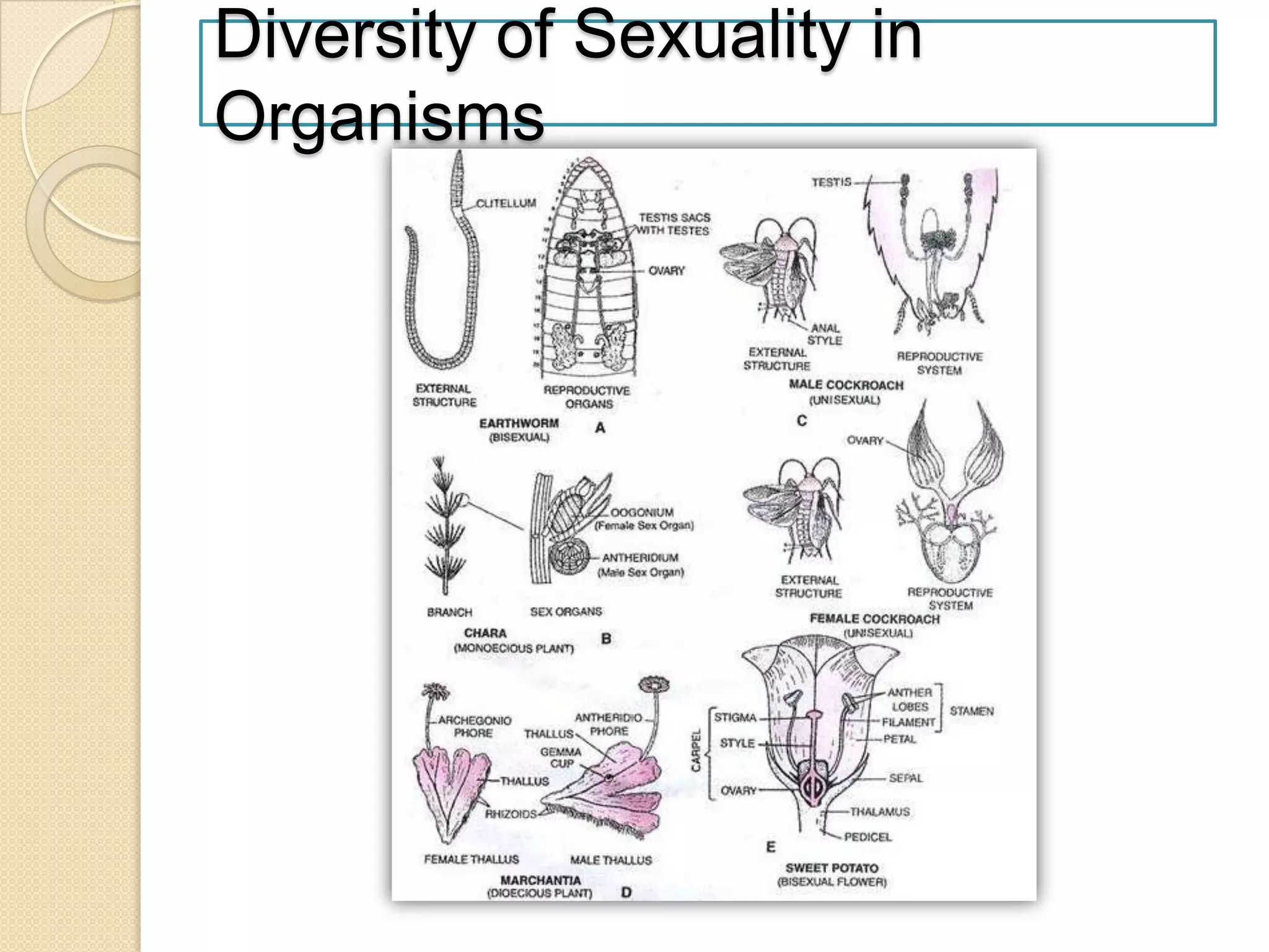 Diversity of Sexuality in
Organisms

 