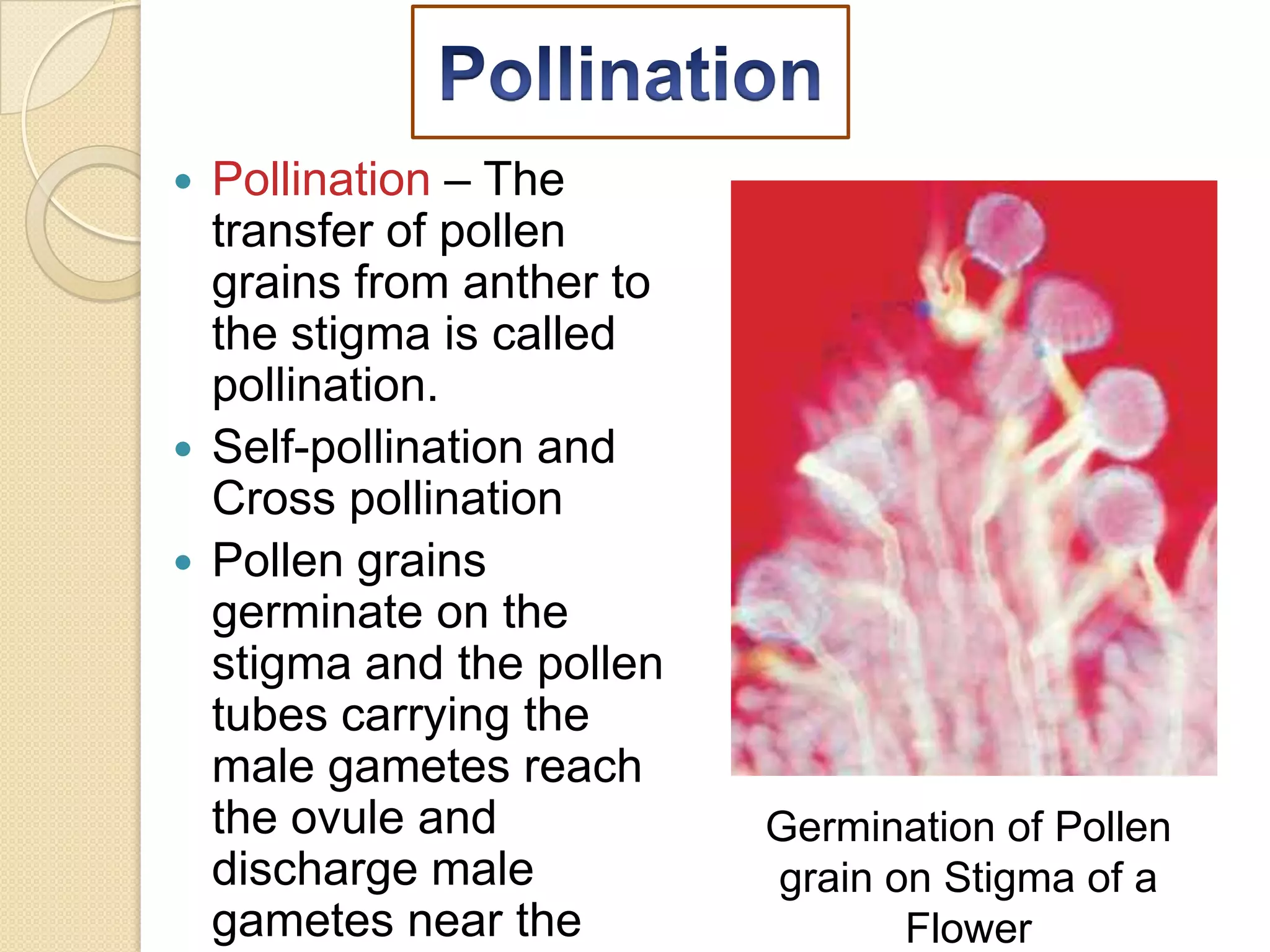 Pollination – The
transfer of pollen
grains from anther to
the stigma is called
pollination.
 Self-pollination and
Cross pollination
 Pollen grains
germinate on the
stigma and the pollen
tubes carrying the
male gametes reach
the ovule and
discharge male
gametes near the


Germination of Pollen
grain on Stigma of a
Flower

 