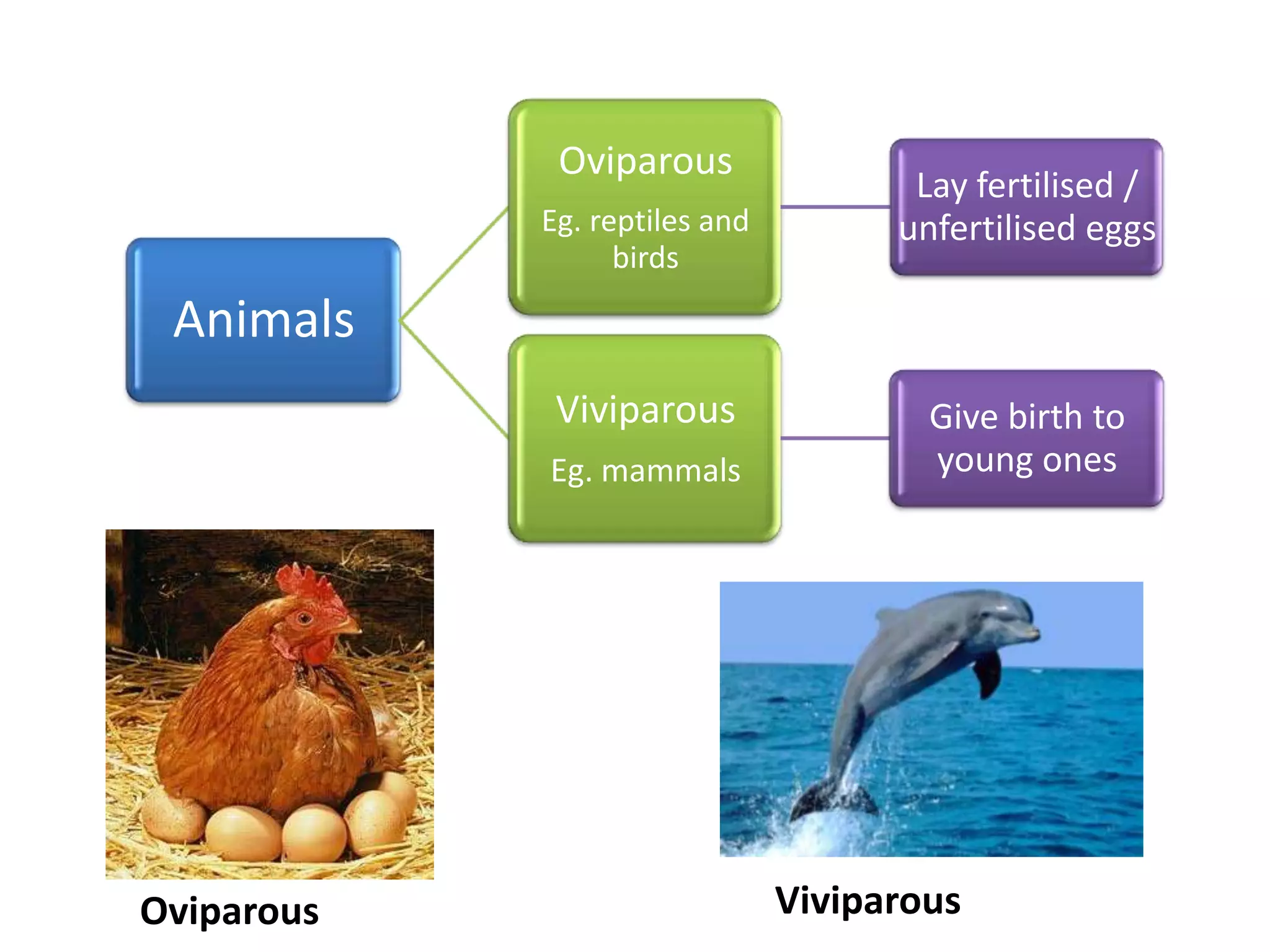 Oviparous
Eg. reptiles and
birds

Lay fertilised /
unfertilised eggs

Animals
Viviparous
Eg. mammals

Oviparous

Give birth to
young ones

Viviparous

 