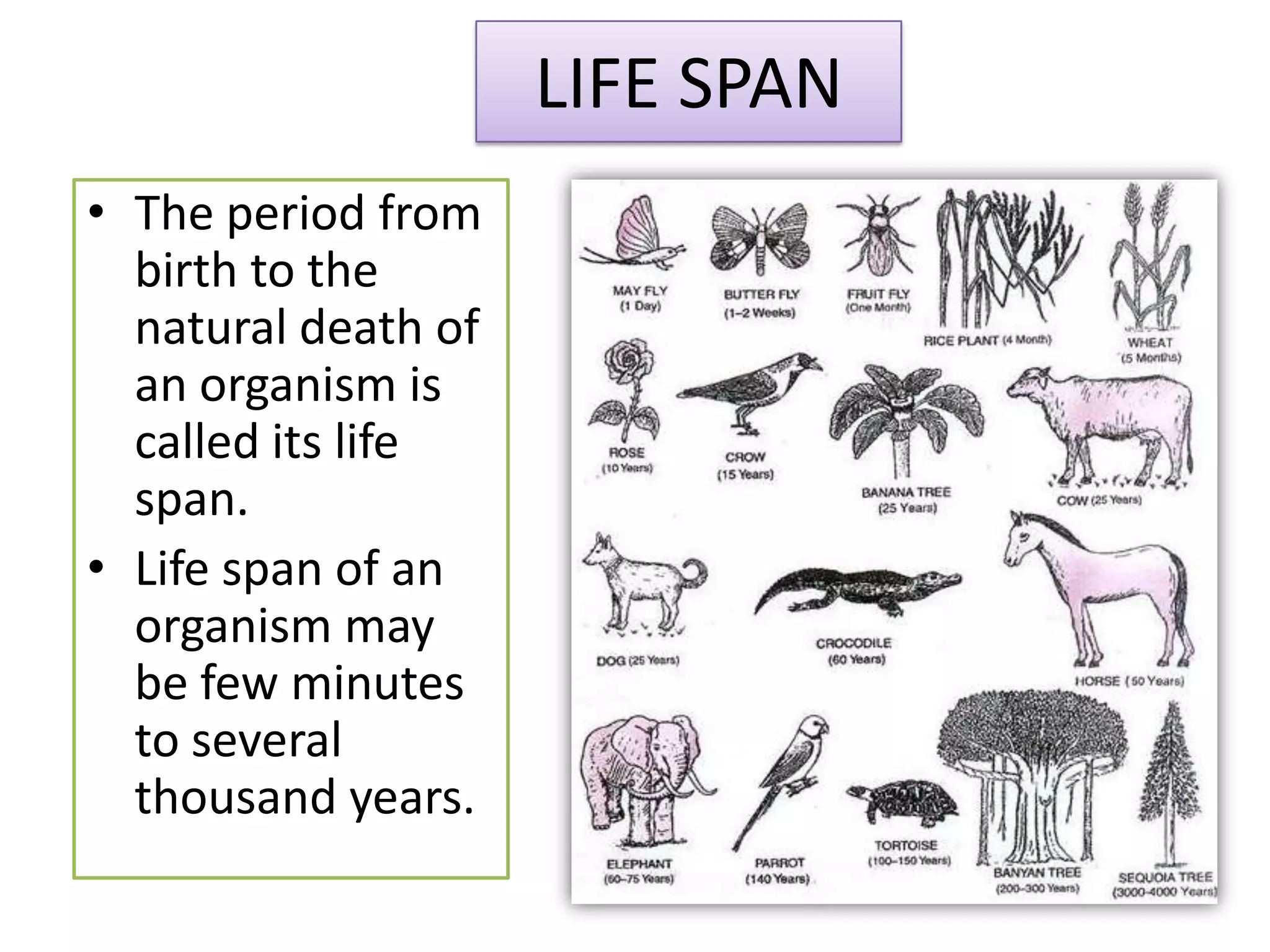 LIFE SPAN
• The period from
birth to the
natural death of
an organism is
called its life
span.
• Life span of an
organism may
be few minutes
to several
thousand years.

 