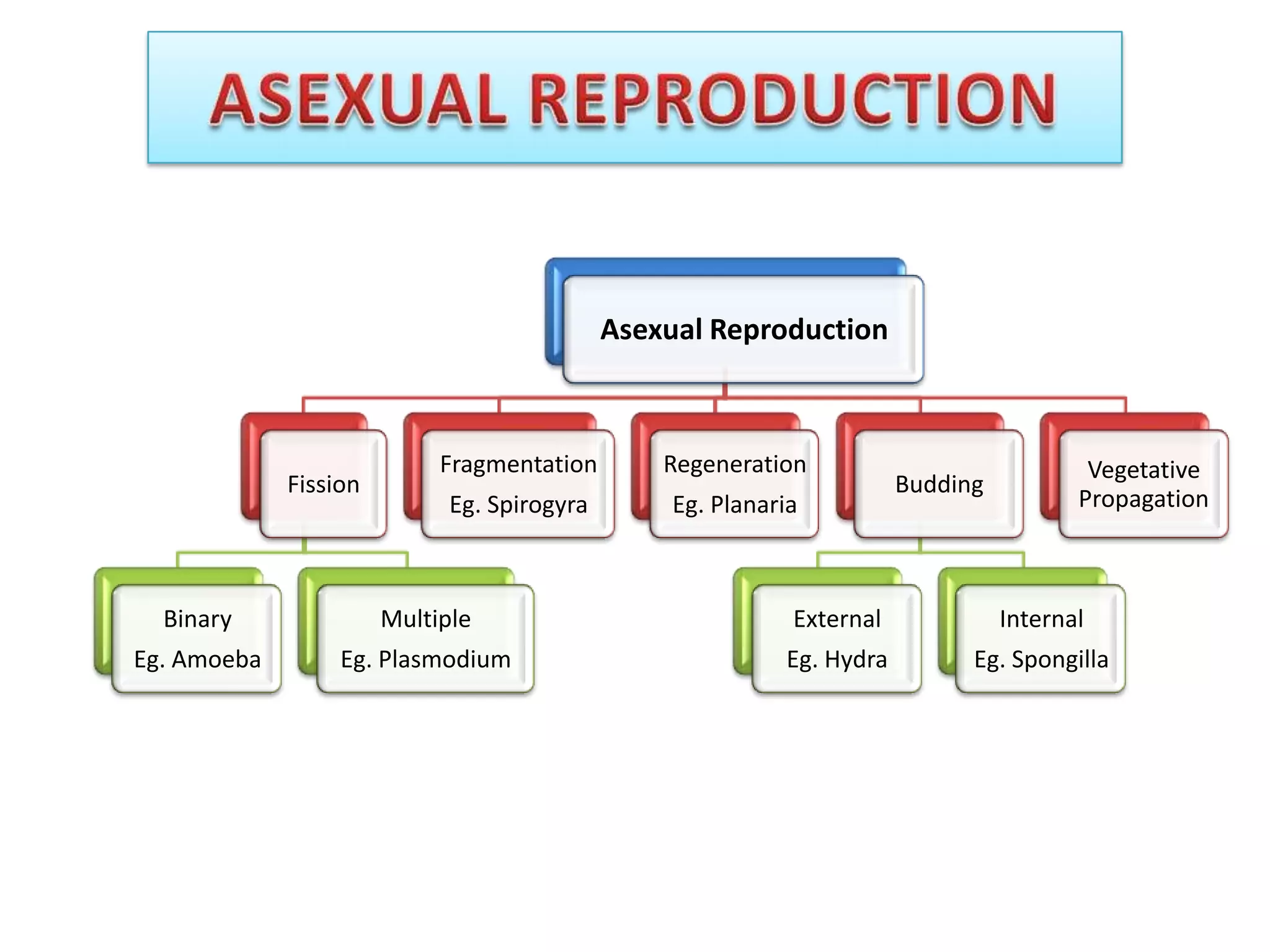 Asexual Reproduction

Fission

Fragmentation

Regeneration

Eg. Spirogyra

Eg. Planaria

Budding

Vegetative
Propagation

Binary

Multiple

External

Internal

Eg. Amoeba

Eg. Plasmodium

Eg. Hydra

Eg. Spongilla

 