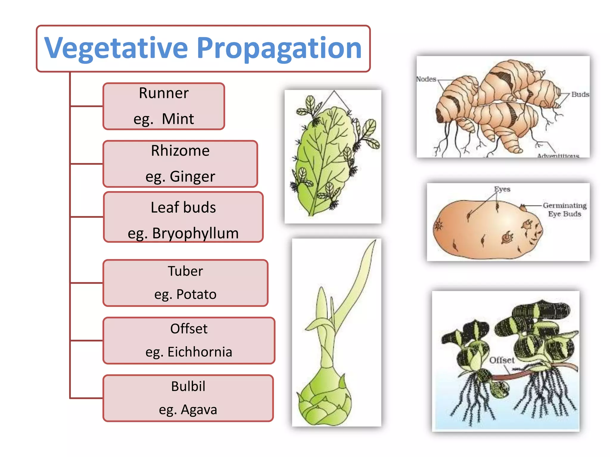 Vegetative Propagation
Runner
eg. Mint
Rhizome
eg. Ginger
Leaf buds
eg. Bryophyllum
Tuber
eg. Potato

Offset
eg. Eichhornia
Bulbil
eg. Agava

 