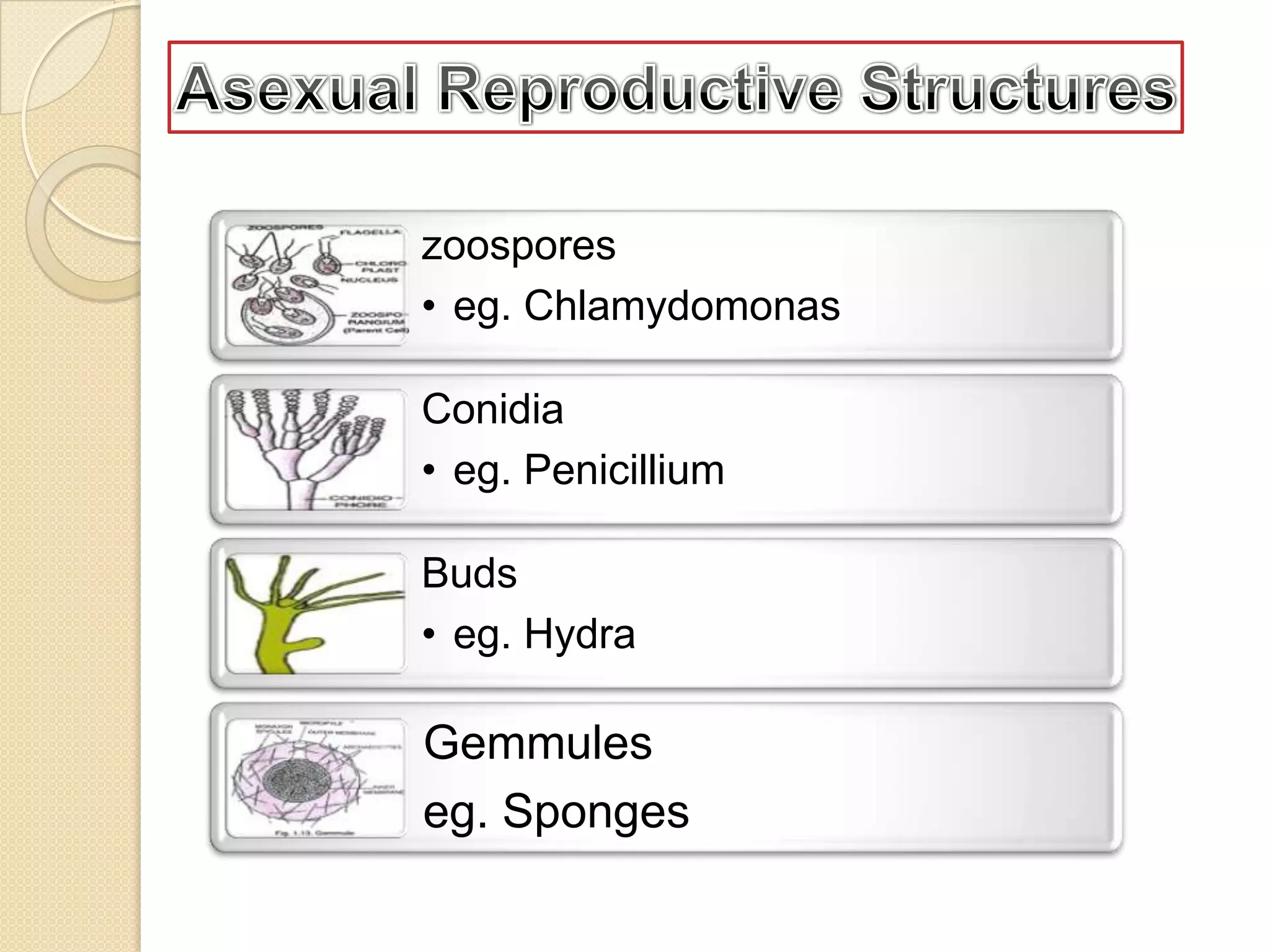 zoospores
• eg. Chlamydomonas

Conidia
• eg. Penicillium
Buds
• eg. Hydra

Gemmules
eg. Sponges

 