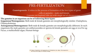 Isogamous Reproduction in organisms | PPTX