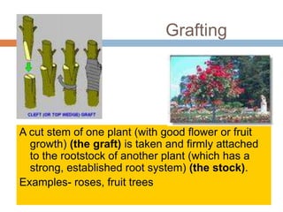 Engrafted Definition REPRODUCTION IN OR GANISMS CLASS XII.ppt
