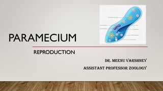PARAMECIUM
REPRODUCTION
DR. MEENU VARSHNEY
ASSISTANT PROFESSOR ZOOLOGY
 