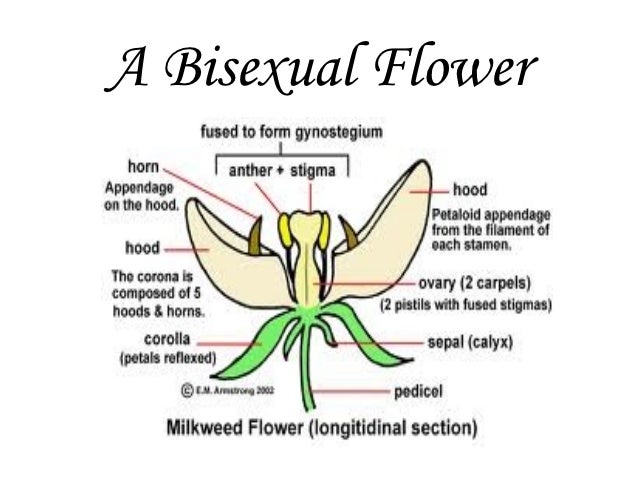 Bisexual Plant 56