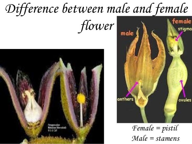 Reproduction in plants