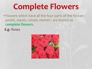 Reproduction in plants, biology, IG | PPTX