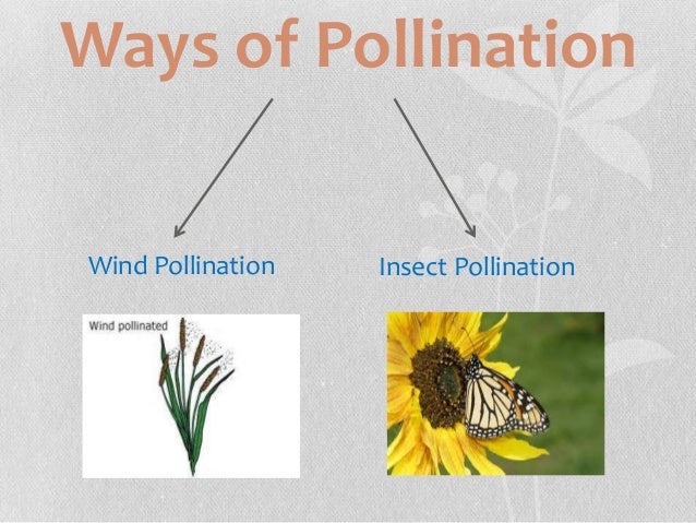 Insect Pollination Vs. Wind Pollination – MIHJ