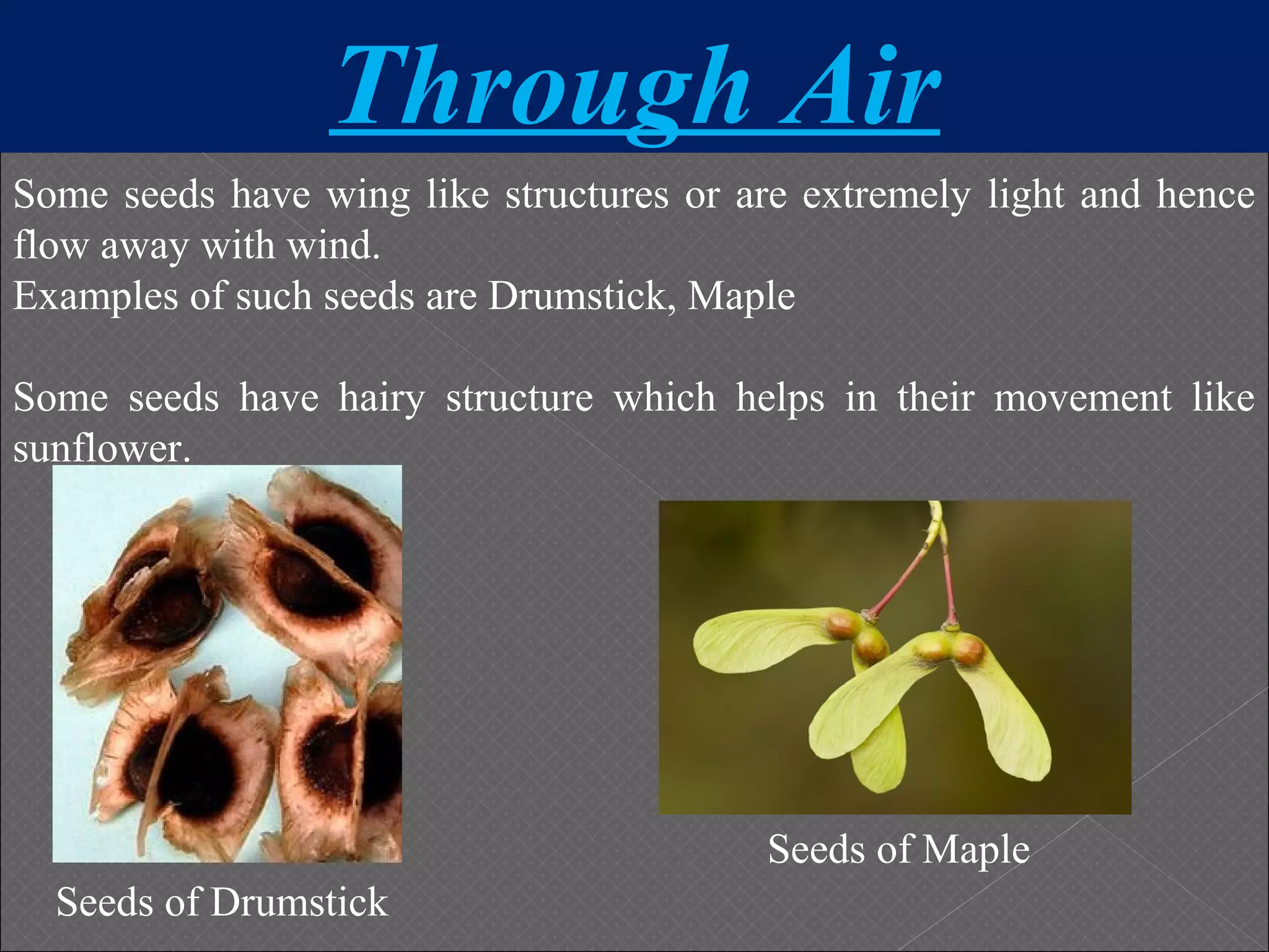 Through Air
Some seeds have wing like structures or are extremely light and hence
flow away with wind.
Examples of such seeds are Drumstick, Maple
Some seeds have hairy structure which helps in their movement like
sunflower.
Seeds of Drumstick
Seeds of Maple
 